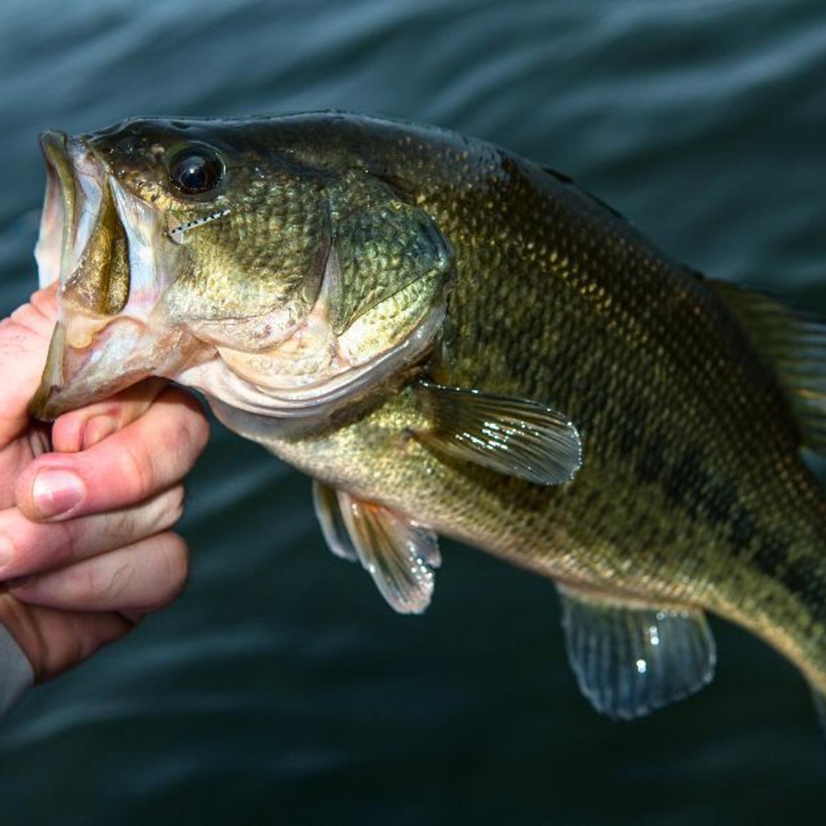 Fowl River fishing near Paradise Found RV Resort